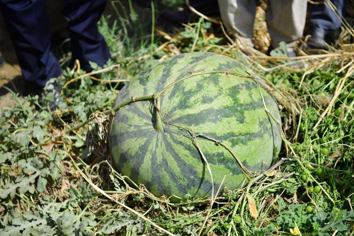 Diyarbakır Karpuzu hasadına başlandı Diyarbakır Karpuzu hasadına başlandı